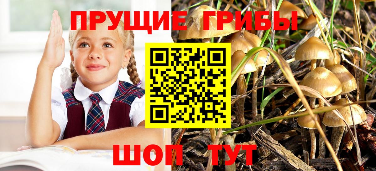 Псилоцибиновые грибы Psilocybine cubensis Мурманск